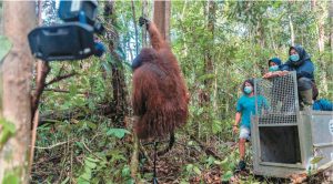 印尼官民合作 野放紅毛猩猩