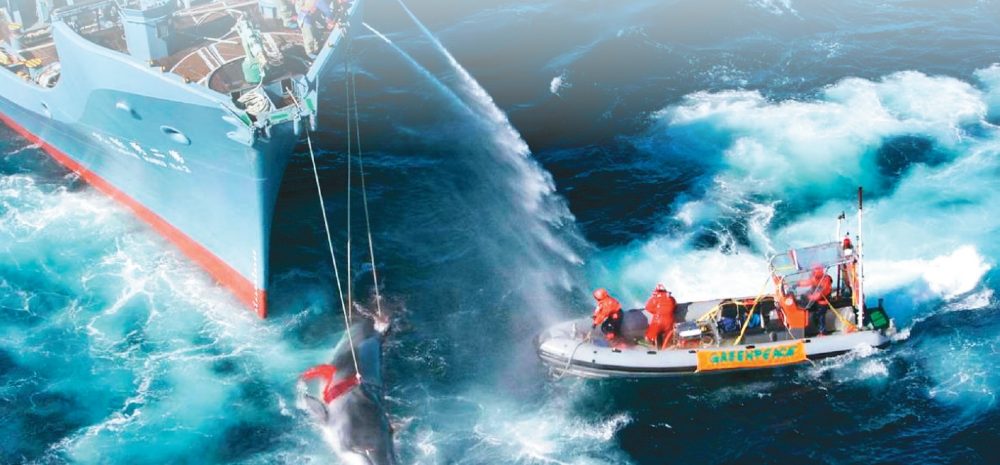 冰島禁捕鯨 轉型觀光賞鯨