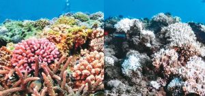 湧升流化危機 墾丁珊瑚恢復健康