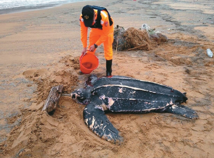 海龜擱淺逐年增 搶救海龜大作戰