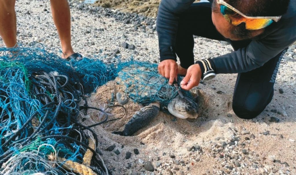 台灣海邊常見海龜因漁網纏繞而在岸上擱淺。圖／海保署提供.jpg