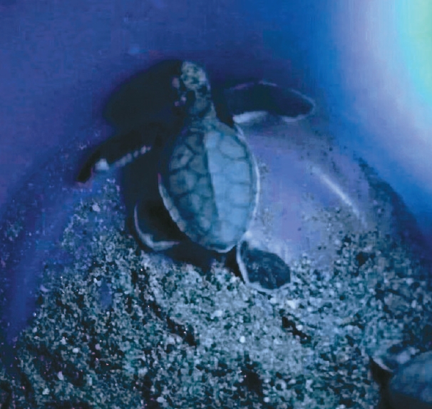 海龜蛋受物競天擇演化，沙溫低於28度多孵出公龜、高於32度則多孵出母龜。圖／海保署提供