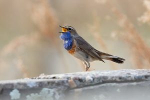 鳥兒如何聽鳥歌？