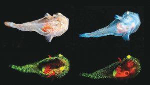 抗凍蛋白 螢光小魚極地生存關鍵