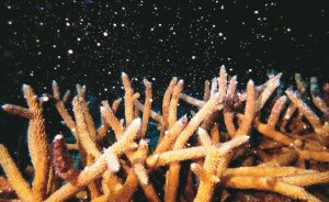 培育珊瑚救海洋生態