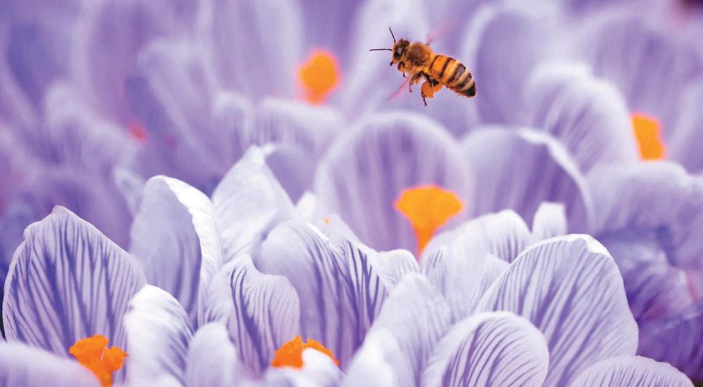 重瓣花的花蜜可能消失，或被花瓣蓋住，而不利授粉昆蟲。圖／BBC