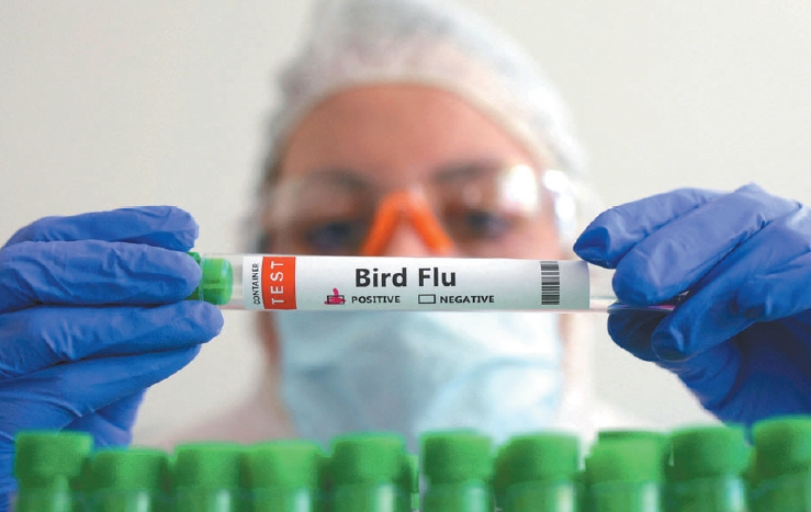 因應美國史上最嚴重的禽流感疫情，拜登政府表示已展開家禽疫苗測試。圖／路透