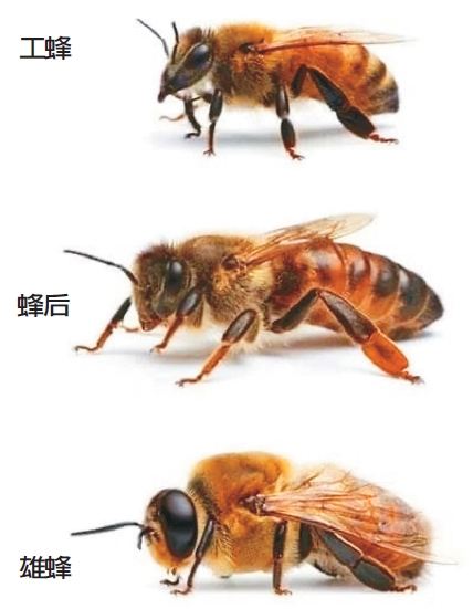 蜜蜂在1.3億年前的早白堊紀已經出現。群體中有蜂后、工蜂和雄蜂3種類型的蜜蜂。圖／取自網路