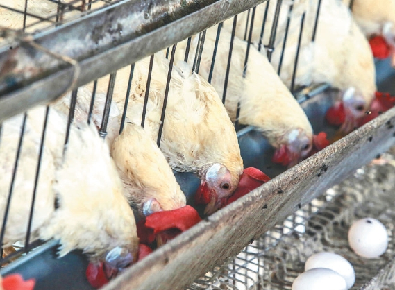 「格子籠」飼養方式是將2至4隻產蛋母雞，一輩子關在約莫A4紙張大小的窄小籠子裡。圖／本報資料照片
