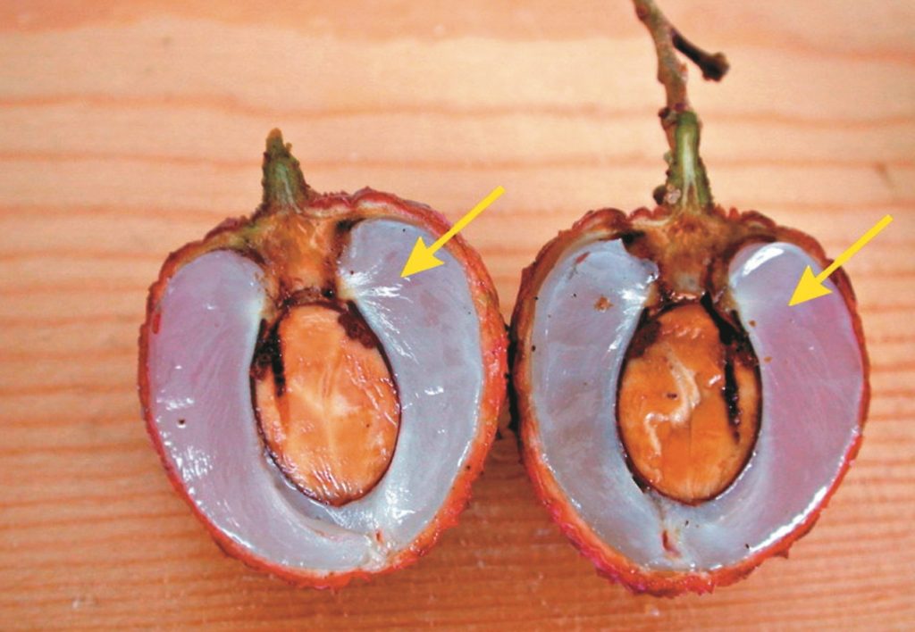 荔枝龍眼的「果肉」是一種被稱為假種皮的構-造，由胚珠的某些部位發育而成。