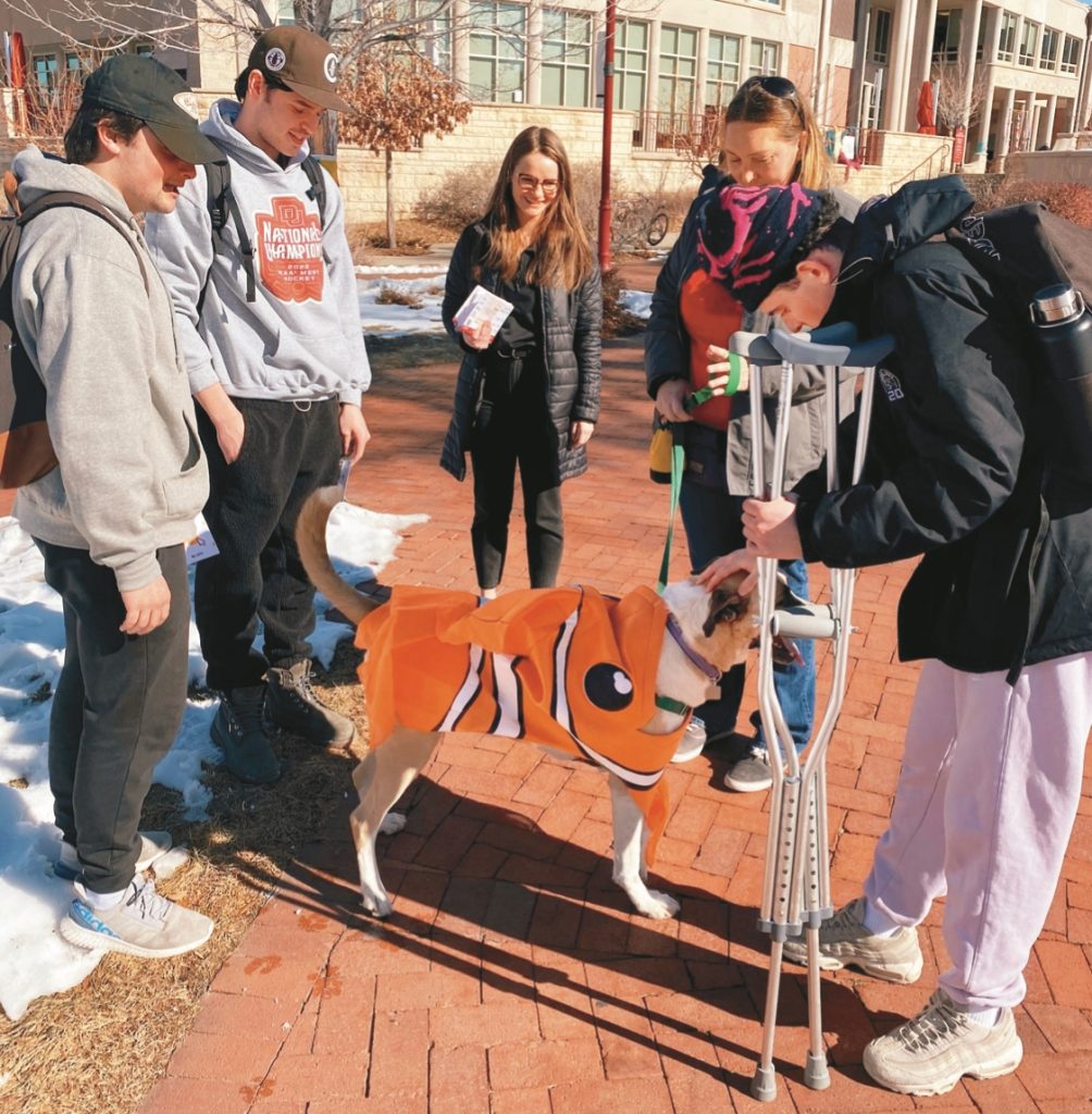 丹佛大學讓狗穿上橘色的魚裝，當學生路過並駐足玩狗時，就能聽取關於網路安全的知識，並有機會參加測驗贏得獎品。圖／丹佛大學臉書