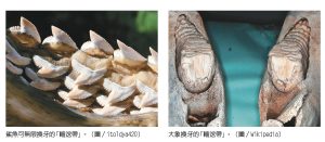 換牙大觀園/自然快易通