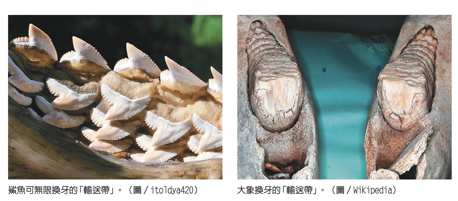 換牙大觀園/自然快易通