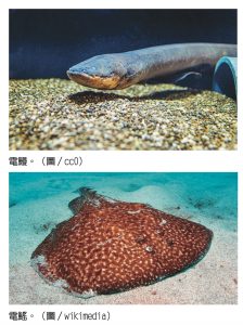 自然快易通「生物發電有影無」