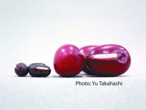 830期2025-7-14 紅豆的起源