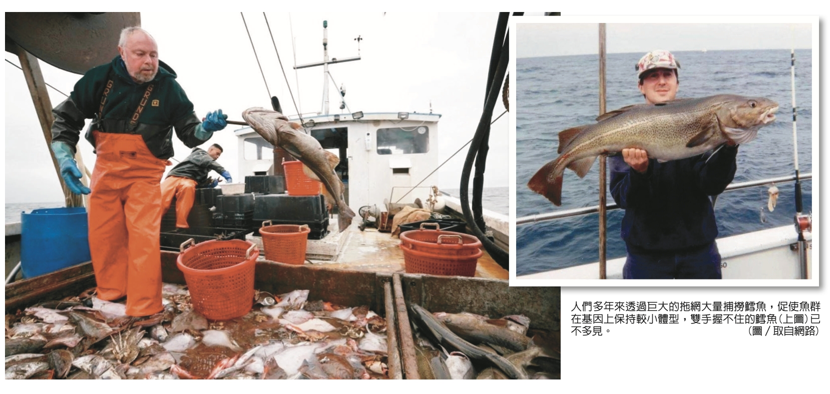 保持生存優勢 動物改變身型