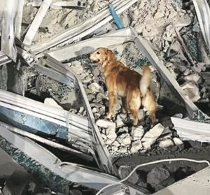 搜救犬為何裸身搜救？