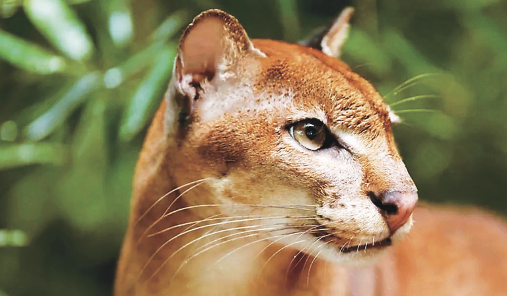 AI協助 統計罕見非洲金貓數量