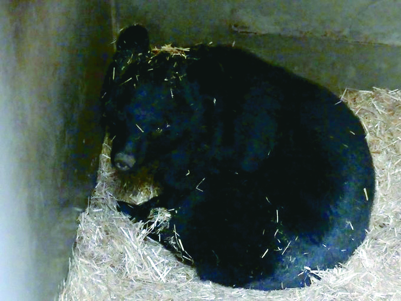 857期2026-1-19 黑熊冬眠導覽