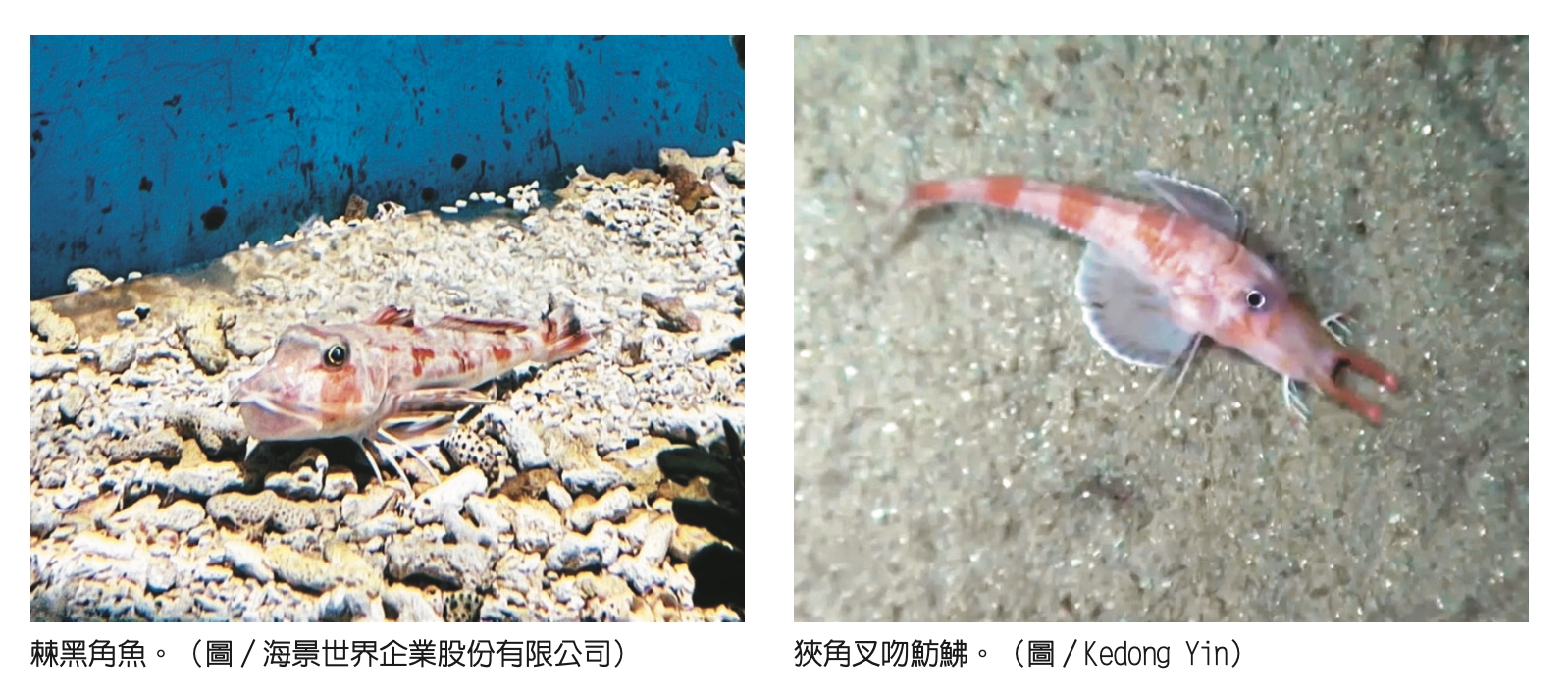 深海走路魚